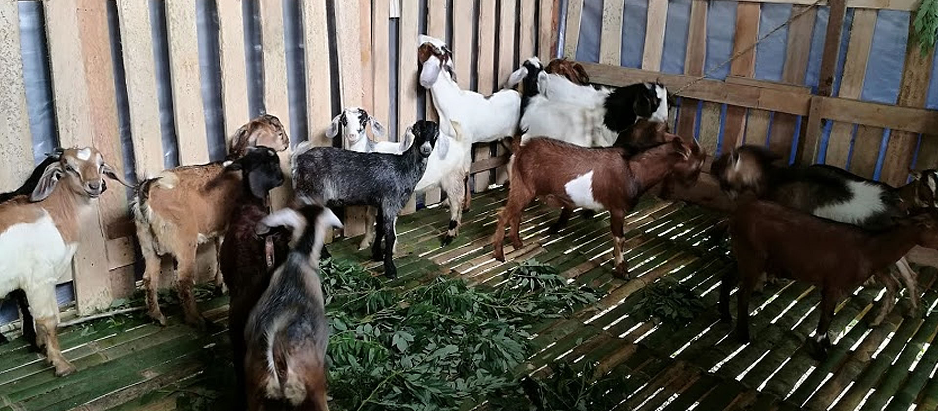 <h2>Goat Farming</h2><p>Through free range farming activities, we aim to produce organic products.</p><a title='Read more' href='#'>Read more</a>